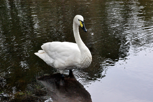 whistler swan